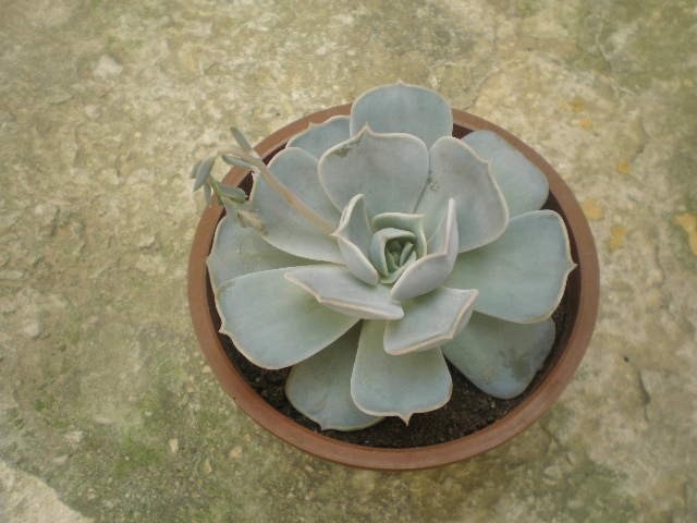 Echeveria lilacina